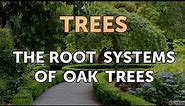 The Root Systems of Oak Trees