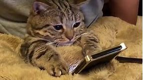 Cat Looking At Phone
