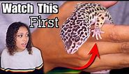 Leopard Gecko Tips For Beginners