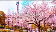 4K CHERRY BLOSSOM YOKOHAMA YAMASHITA PARK JAPAN SAKURA WALKING TOUR | 4K Video 60fps UltraHD NATURE
