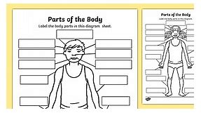 Parts Of The Body Labelling Worksheets