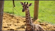 Baby giraffe gives its mum the run around!