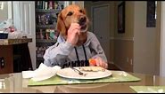Dog eating with Human Hands - Oakley Loves his carrots