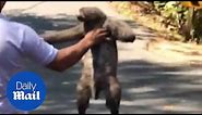 Sloth gets a lift across the road by helpful passing driver