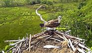 Glaslyn Osprey Nest Cam, UK
