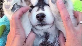 Husky Puppy Gives Double High Five