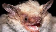Serotine bat - Alchetron, The Free Social Encyclopedia