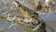 Alligator vs. Crocodile: 6 Key Differences and Who Wins in a Fight