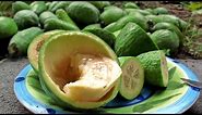 Feijoas - (Pineapple Guava) Plants & Fruit