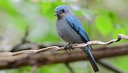 纯蓝仙鶲 - 雄 | pale blue flycatcher - male