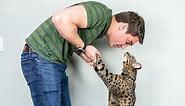 Fenrir, a domestic Savannah cat, named tallest living cat in the world