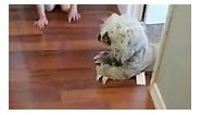 Kid In Hilarious Sloth Costume