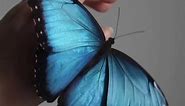 Moth & Butterflies, which... - Something Special Goth & Dark