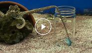 ScienceTake | How the Octopus Moves