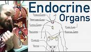 Endocrine Organs - BEST Way to Learn All the Endocrine Organs and What They Do