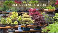 Full Spring Colors - Japanese Maple Bonsai Garden