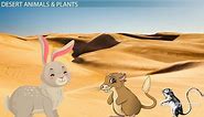 Desert Habitat: Lesson for Kids