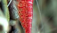 Unusual Anatomy: The Shrimp's Heart in its Head | SGK English