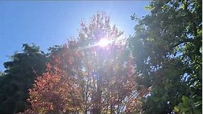 Fall Color - Freeman Maple Trees at Crescent Farm (Acer x freemanii)