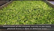 Green Tea Manufacture- Tea World