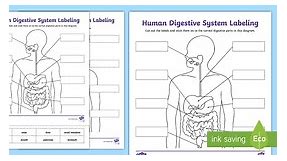 Human Digestive System Labeling Activity for 3rd-5th Grade