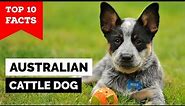 Australian Cattle Dog - Top 10 Facts