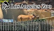 New Arrivals at the Los Angeles Zoo