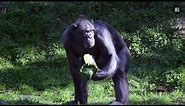 Chromosome 2 - What separates chimps from humans?