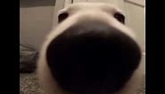 Big nose dog