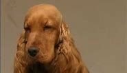 The Cocker Spaniel - Pet Dog Documentary
