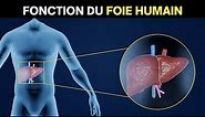 Fonction du foie humain | Anatomie et physiologie du foie