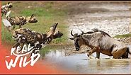 Wild African Dog Pack Hunt Wildebeest In The Water | Chasing Tales Part 3/4 | Real Wild