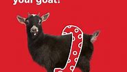 55 Goat Puns That Are So Baaad, They’re Good