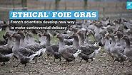 'Ethical' foie gras: French scientists develop new way to make controversial delicacy