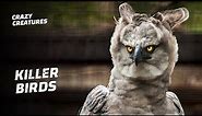 Harpy Eagles Are the Most Powerful Bird of Prey