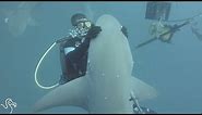 Shark Demands Hugs Whenever She Sees Her Diver Friends
