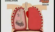 GCSE BBC Science Bitesize - Breathing