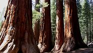Mariposa Grove Restoration Project - Yosemite National Park (U.S. National Park Service)
