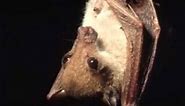 N is for Nendo Tube-Nosed Fruit Bat