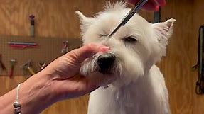 Helping you understand how to choose and use blending shears to groom dogs
