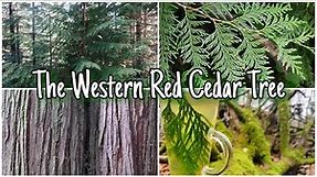 The Western Red Cedar Tree - A Guide To Medicine, Mythology & Identification 🌲(Thuja plicata)