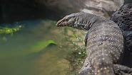 Asian Water Monitor Care & Facts: What You Need to Know - Everything Reptiles