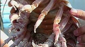 Giant Isopod | The Deep Sea Creepy Crawlies