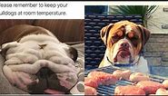 70 Emotional Support Memes of Wholesome Dogs That'll Get You Through the Week