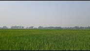 Green Paddy Field || Agriculture || Beautiful Bangladesh || 2023