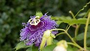 How to Easily Grow Exotic Passion Flowers