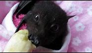 Baby bat Miss Asha eats a banana