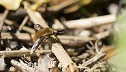 Dark-edged bee-fly | The Wildlife Trusts