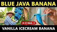Blue java Banana | Vanilla Ice Cream Banana