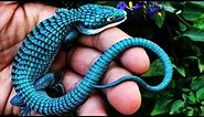 10 Most Beautiful Lizards In The World